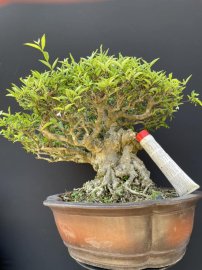 Mai chiếu thuỷ,da đen lá lớn