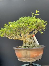 Mai chiếu thuỷ,da đen lá lớn