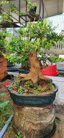 Hải châu sông cầu lá nhỏ hàng đặc cốt to giao lưu cả nhà 