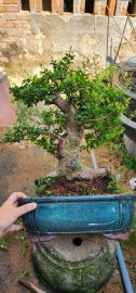 Hải châu sông cầu lá nhỏ hàng đặc cốt to giao lưu cả nhà 