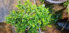Hải châu sông cầu lá nhỏ hàng đặc cốt to giao lưu cả nhà 
