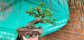 Hải châu song cầu lá nhỏ thuần đẹp giao lưu 
