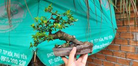 Hải châu song cầu lá nhỏ thuần đẹp giao lưu 
