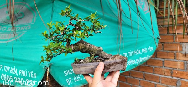 Hải châu song cầu lá nhỏ thuần đẹp giao lưu