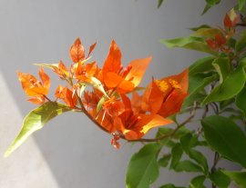 Trong các màu hoa Giấy, màu Cam vẫn có nét đẹp riêng...