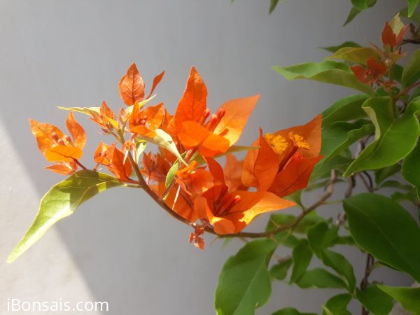 Trong các màu hoa Giấy, màu Cam vẫn có nét đẹp riêng...