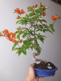 Trong các màu hoa Giấy, màu Cam vẫn có nét đẹp riêng...