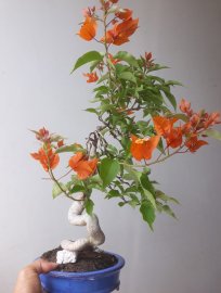 Trong các màu hoa Giấy, màu Cam vẫn có nét đẹp riêng...