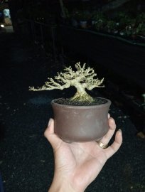 Water Jasmine mini tree