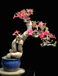 Desert rose
