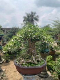 TP mai chiếu thuỷ cs-gl
