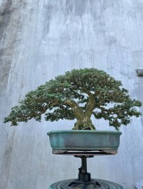 Linh sam 86 rin siêu hoa