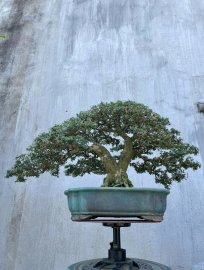 Linh sam 86 rin siêu hoa