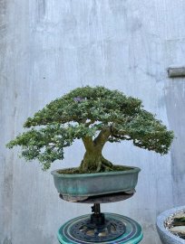 Linh sam 86 rin siêu hoa