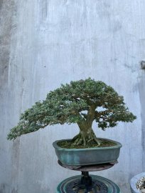 Linh sam 86 rin siêu hoa