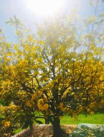 Yellow apricot tree