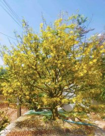 Yellow apricot tree