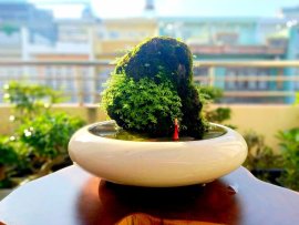Thanh lý ang Nhật cũ size 32cm vài trăm k cho ae chơi đá thấm thủy.