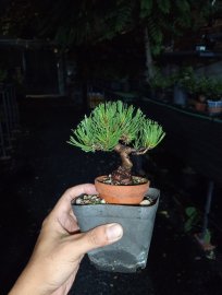 Japanese pine mini tree