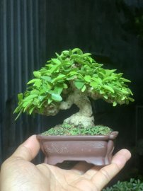 Mct da đen siêu mini
