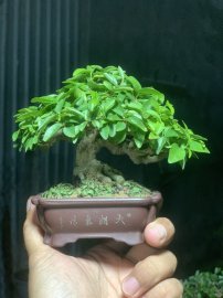Mct da đen siêu mini