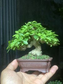 Water Jasmine super mini tree