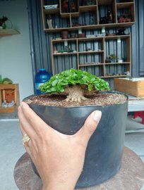 Mai chiếu thủy siêu mini