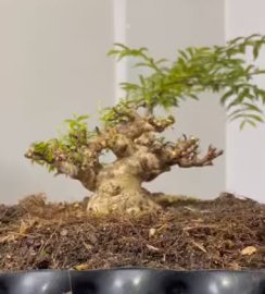 Water Jasmine tree Max10