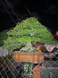 Hải châu sông cầu zin