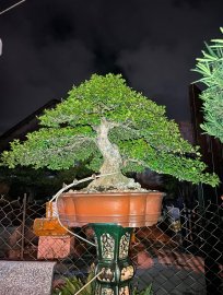 Hải châu sông cầu zin