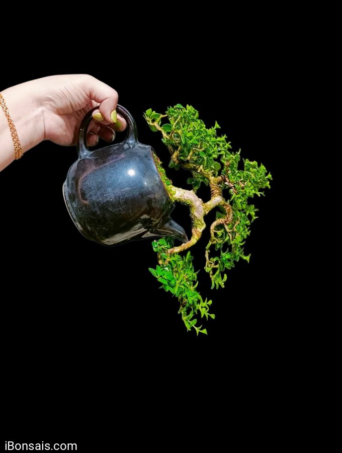 Một cây sam hương indo hàng bonsai nghệ thuật bàn trà