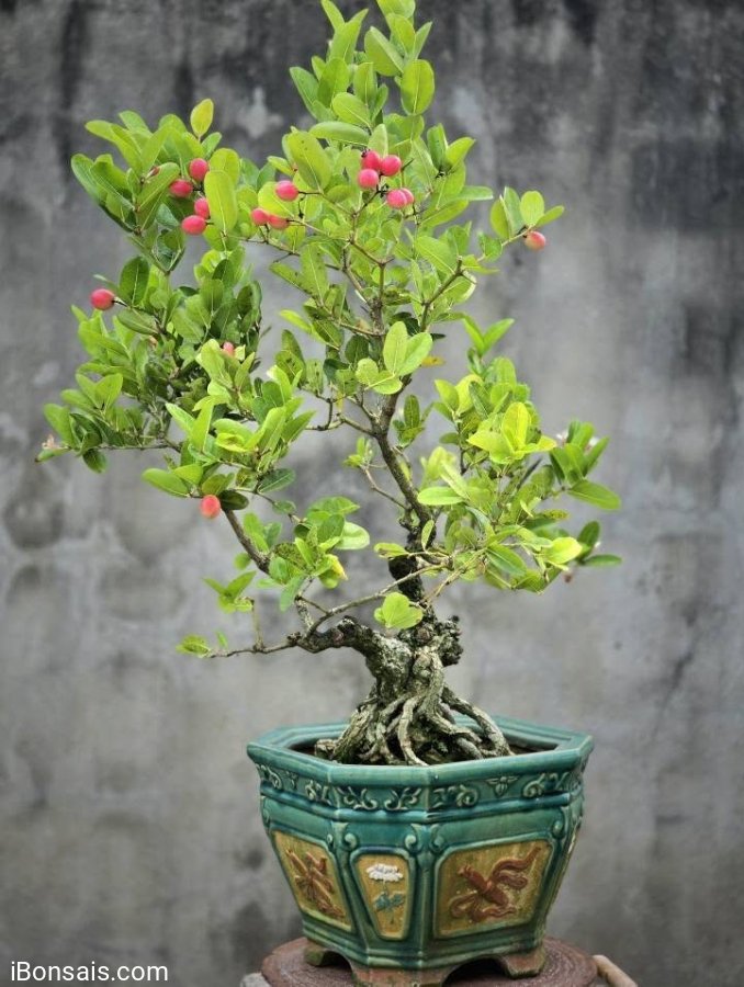Cây Si rô già nhiều trái, quả chơi lâu