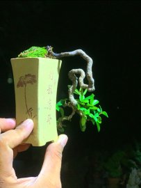 Hải châu đổ treo siêu mini