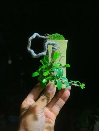 Scopolia nana super mini tree