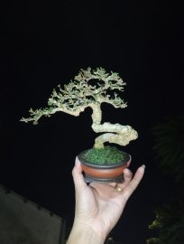 Mai chiếu thủy quái