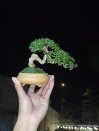 Mai chiếu thủy quái