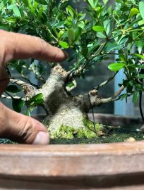 Linh sam chút xíu glae gu siêu mini