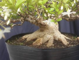 Em Mai lá lớn rộ hoa...
