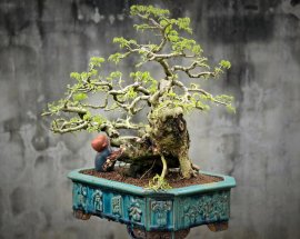 Dalbergia cochinchinensis artwork