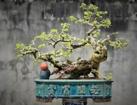Dalbergia cochinchinensis artwork