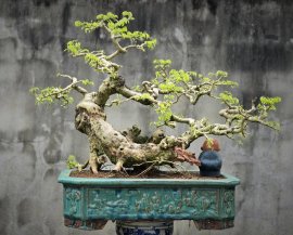Dalbergia cochinchinensis artwork