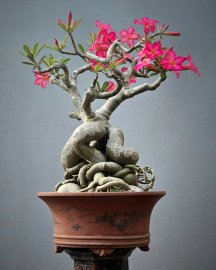 Desert rose