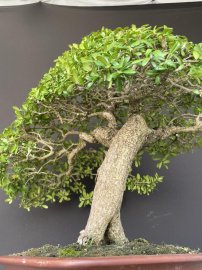 Hải châu sông cầu zin