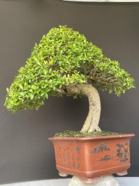 Hải châu sông cầu zin