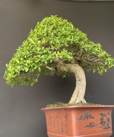 Hải châu sông cầu zin