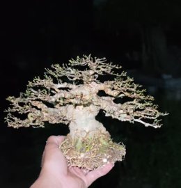 Water Jasmine tree