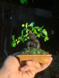 Hải châu lá nhỏ sông cầu siêu mini gl ae