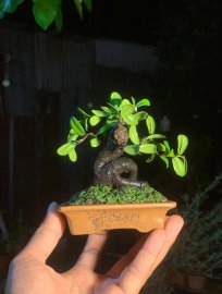 Hải châu lá nhỏ sông cầu siêu mini gl ae
