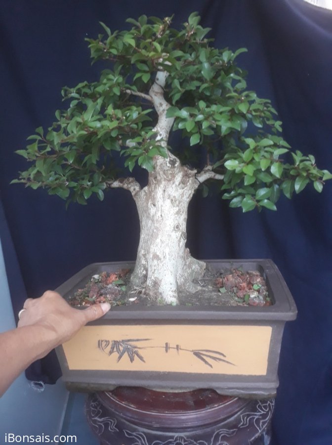 Em Hồng Quân rừng bonsai...
