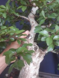 Em Hồng Quân rừng bonsai...